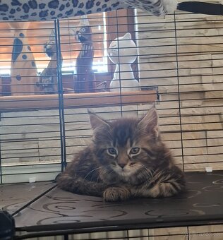Mainská Mývalia mačka / Maine Coon - 11