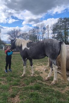 APH APHA PAINT HORSE ŽREBECE pripúšťanie - 11