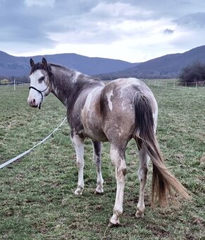 APH APHA PAINT HORSE ŽREBECE pripúšťanie - 11
