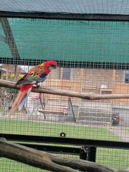 Rozela pestrá červená - 11