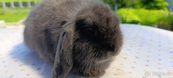 Mini lop - 11