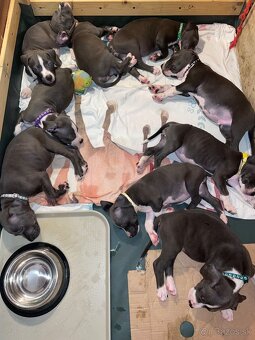 Americky Staford - 11