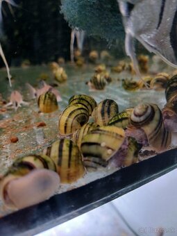 Akvarijne rybky - 11