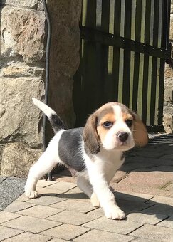 Beagle Bigel Bigl s PP FCI - 11