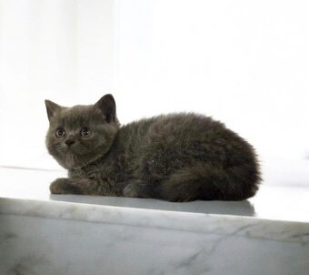 Britska macka s PP - 11