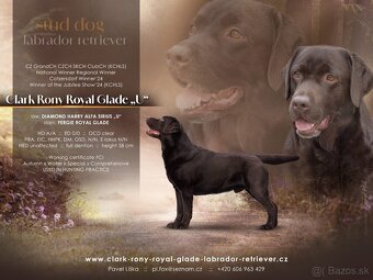 Labradorský retríever s PP - černá a čokoládová štěňátka - 11