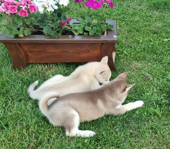 Sibirsky Husky - 11