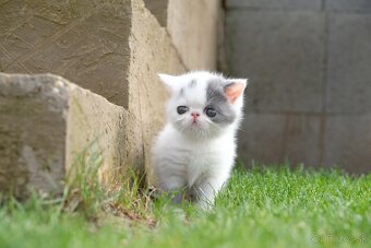 Exotické / perzské mačiatka s PP - 11