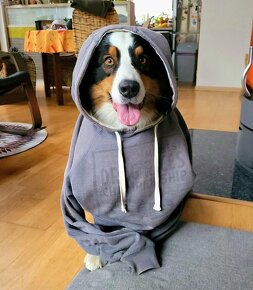 Austrálsky ovčiak - krytie, PP - 11