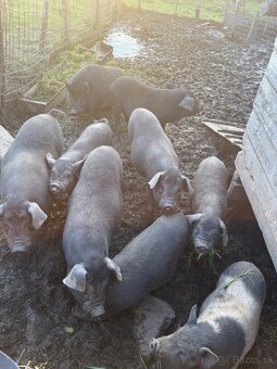 Predám prasa - 11