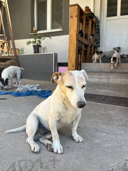 Jack Russell Terier Tricolor - 11