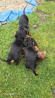 Jazvecik kratkosrsti. - 11