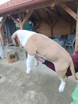 American Bully XL - 11