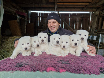 Stredoázijský ovčiak SAO s PP - 11