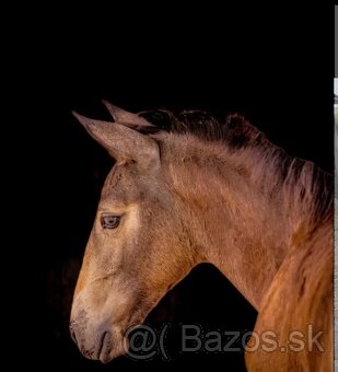 LUSITANO hřebec - připouštění - mražené ID - AKCE - 11