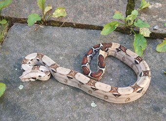 Boa imperator - VPI T+ Albino het Blood, Normal DH VPI Blood - 11