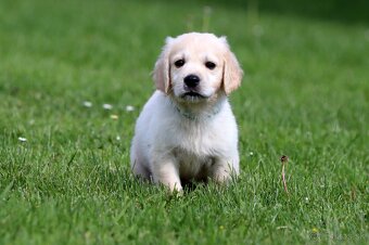 Zlatý retriever/ Golden retriever - 11