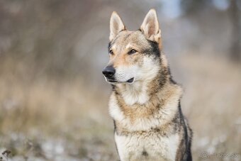 Československý vlčiak šteniatka s PP - 11