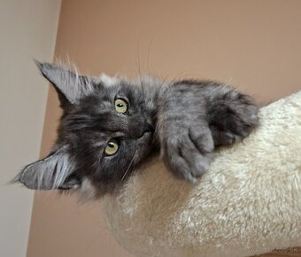 Maine coon,  mainská mývalia s PP - 11