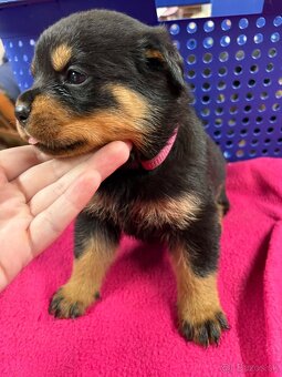 Predám rotvajlerov - 11