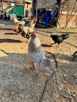 Predám kohútov - 11