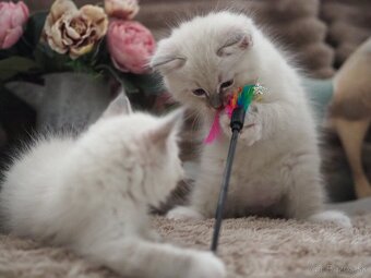 Ragdoll mačiatka s PP - 11