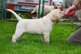 Labrador steniatka s PP - 11