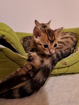 Bengalske maciatka s PP - 11