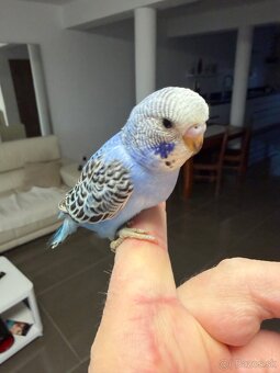 Andulka Maznačik krotká - 11