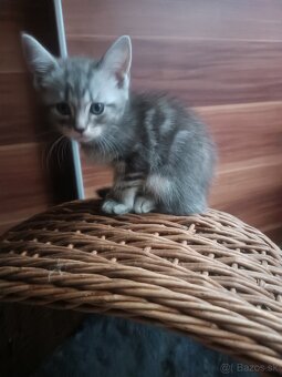 Mainska Myvalia - 11