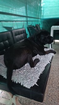 Cane Corso - Pes - 11