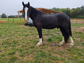 SHIRE HORSE PREDAJ/ VÝMENA - 11