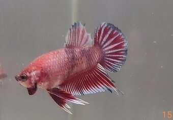 Bojovnica, betta, samec - 11