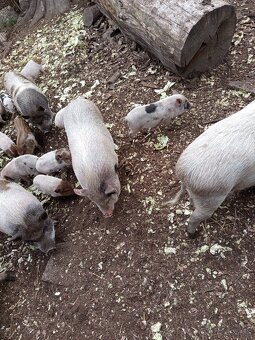 Vietnamské prasiatka 2 - 11