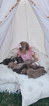 American bully - ch.s. Family Muscle Bullies - 11