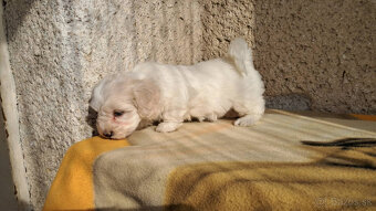 Maltipoo - 11
