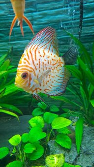 Discus - 11