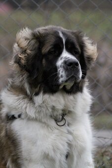 Moskovský strážny pes PP FCI - 11