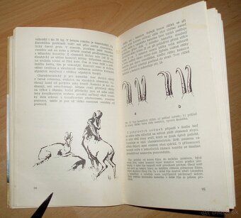 Lovecké praktikum - 11