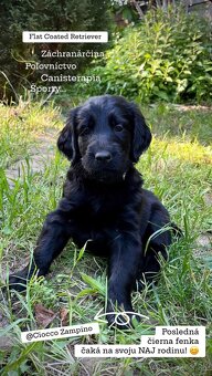 Flat coated retriever Vrh "A" - 11