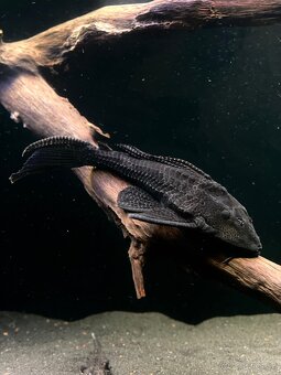 Predám akvárium komplet - 11