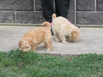 Pudel toy apricot white - 11