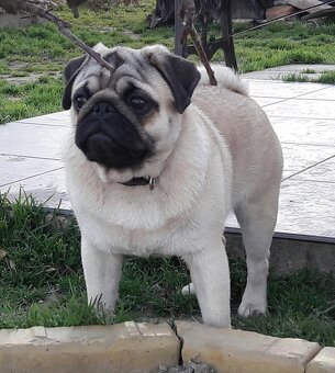 Mops šteniatka s PP - 11