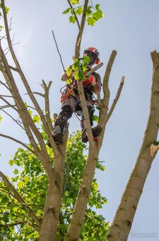 Výrub a orez stromov/Arboristika - 11