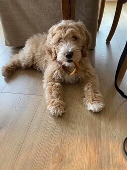 Goldendoodle po rodičoch s pp - 11