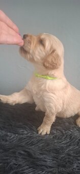 Goldendoodle po rodičoch s pp - 11