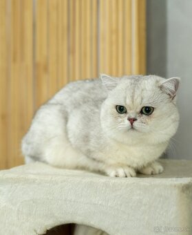 Britská krátkosrstá mačka - 11