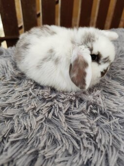 Minilop samička s VP - 11