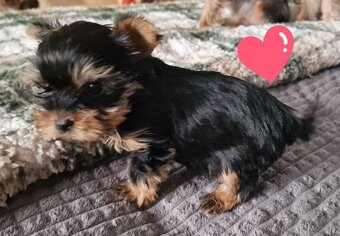 yorkshire terier - 11