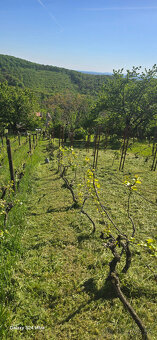 Výrub stromov - Orez - 11